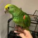 Yellow-Naped Amazon Parrot Birds for sale in 60011 CA-1, Big Sur, CA 93920, USA. price: NA