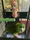 Yellow-Naped Amazon Parrot Birds for sale in Lehigh Acres, FL, USA. price: $850
