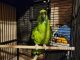 Yellow-Naped Amazon Parrot Birds for sale in Idaho Falls, ID, USA. price: $950