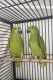 Yellow-Naped Amazon Parrot Birds for sale in Manila, Metro Manila, Philippines. price: NA