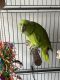Yellow-Naped Amazon Parrot Birds for sale in Rockville, MD, USA. price: $1,000