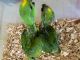 Yellow-Naped Amazon Parrot Birds