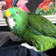 Yellow-Naped Amazon Parrot Birds for sale in Las Vegas, NV, USA. price: NA