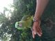 Yellow-Naped Amazon Parrot Birds