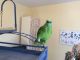 Yellow-Naped Amazon Parrot Birds for sale in Chesaning, MI 48616, USA. price: NA