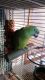 Yellow-Naped Amazon Parrot Birds for sale in Walworth, WI, USA. price: $1,200