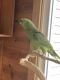 Yellow-Naped Amazon Parrot Birds for sale in Columbus, OH, USA. price: $1,300