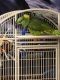 Yellow-Naped Amazon Parrot Birds for sale in Piscataway, NJ 08854, USA. price: $500