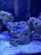 Yellow Watchman goby Fishes for sale in Mt Pleasant, MI 48858, USA. price: NA