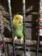 Yellowhead Birds for sale in Indianapolis, IN, USA. price: $900