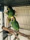 Yellowhead Birds for sale in Clewiston, FL 33440, USA. price: $800