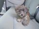 Yo-Chon Puppies for sale in Myrtle Beach, SC, USA. price: NA