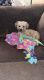 Yo-Chon Puppies for sale in Nitro, WV 25143, USA. price: NA
