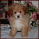 Yo-Chon Puppies for sale in Alderson, WV 24910, USA. price: NA