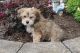Yo-Chon Puppies for sale in Canton, OH, USA. price: NA