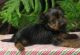 Yo-Chon Puppies for sale in Canton, OH, USA. price: NA