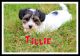 Yo-Chon Puppies for sale in Sherrodsville, OH 44675, USA. price: NA