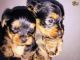 Yo-Chon Puppies for sale in 32901 CA-1, Fort Bragg, CA 95437, USA. price: NA