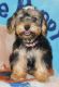 Yo-Chon Puppies for sale in Dayton, OH, USA. price: NA