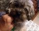 Yo-Chon Puppies for sale in Claymont, DE 19703, USA. price: NA