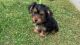 Yo-Chon Puppies for sale in Syracuse, NY, USA. price: NA