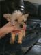 Yo-Chon Puppies for sale in White Marsh, MD, USA. price: NA