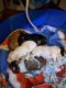 Yo-Chon Puppies for sale in Fredericksburg, VA 22401, USA. price: NA