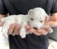 Yochon Puppies for sale in Bryant, SD 57221, USA. price: $1,500