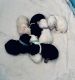 Yochon Puppies for sale in Bryant, SD 57221, USA. price: NA