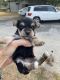 Yochon Puppies for sale in Kerrville, TX 78028, USA. price: $800