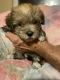 Yochon Puppies for sale in 251 English Rd, Rocky Mount, VA 24151, USA. price: $650