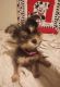 Yochon Puppies for sale in Louisville, KY, USA. price: $675