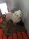 Yochon Puppies for sale in Mt Pleasant, MI 48858, USA. price: $800