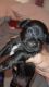 Yochon Puppies for sale in 207 Keeler Dr, Pelzer, SC 29669, USA. price: NA