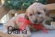 Yochon Puppies for sale in Capon Bridge, WV 26711, USA. price: $1,500