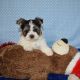 Yochon Puppies for sale in Canton, OH, USA. price: NA