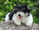 Yochon Puppies for sale in Harlan, IN, USA. price: NA