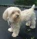 Yochon Puppies for sale in Waldorf, MD, USA. price: NA