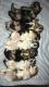 Yochon Puppies for sale in Starbuck, MN 56381, USA. price: NA