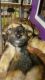 Yochon Puppies for sale in Dysartsville, NC 28761, USA. price: $500
