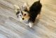 Yochon Puppies for sale in Tyler, TX, USA. price: $500