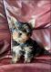 Yoranian Puppies for sale in 10001 Sheridan St, Cooper City, FL 33328, USA. price: NA