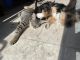 Yoranian Puppies for sale in Whitsett, NC, USA. price: NA