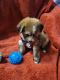 Yoranian Puppies for sale in Akron, OH, USA. price: NA