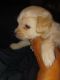 Yoranian Puppies for sale in Eustace, TX 75124, USA. price: NA