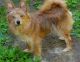 Yoranian Puppies for sale in Naugatuck, CT 06770, USA. price: NA