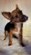 Yoranian Puppies for sale in Huddleston, VA 24104, USA. price: $500