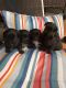 Yoranian Puppies for sale in Alpharetta, GA, USA. price: NA