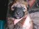 Yoranian Puppies for sale in San Bernardino, CA 92401, USA. price: $800