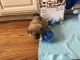 Yoranian Puppies for sale in Monticello, AR 71655, USA. price: $550